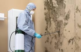  Brillion, WI Mold Removal Pros